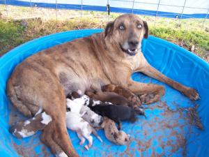 CatahoulaCurPuppies